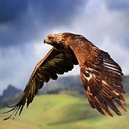 老鹰图片素材下载免费版