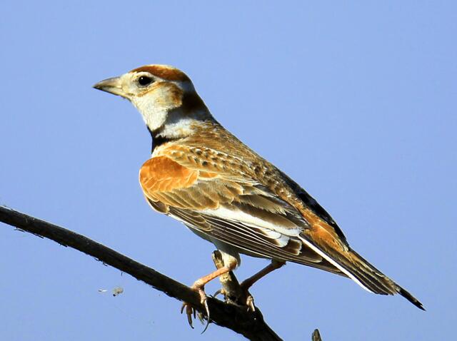 百灵鸟叫声大全下载mp3格式