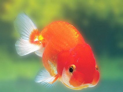 会动的金鱼桌面壁纸软件(Gold Fish Aquarium)下载绿色版