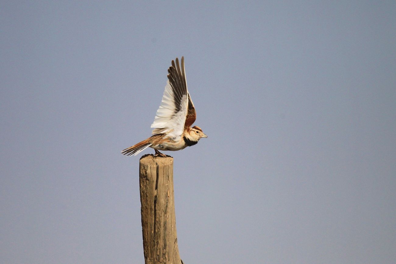 百灵鸟叫声大全