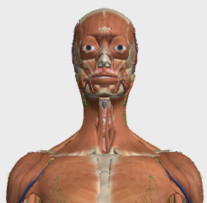 谷歌人体浏览器中文版下载v36.0 绿色版