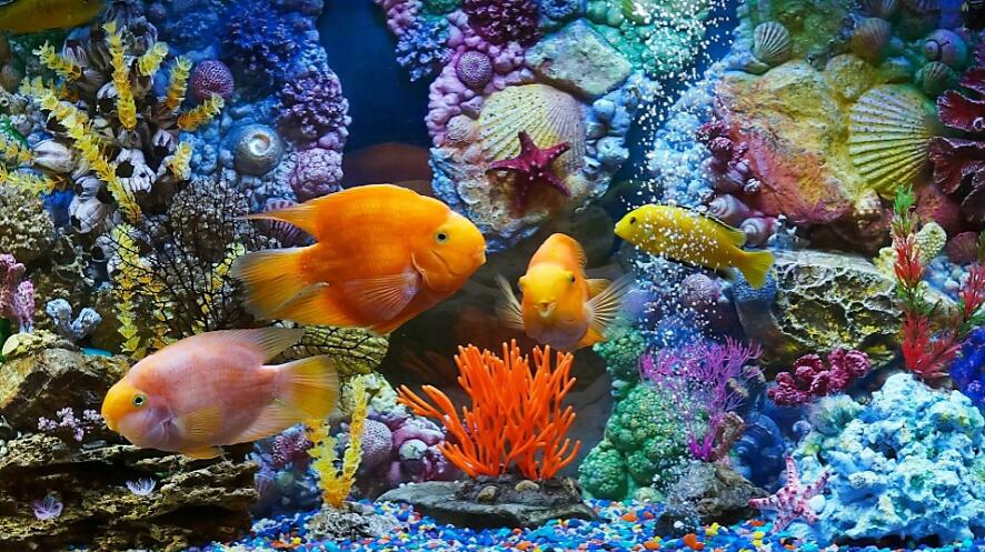 水族馆电脑屏保